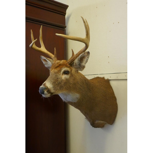 1030 - A large taxidermy wall mounted stags head, approx 80cm high