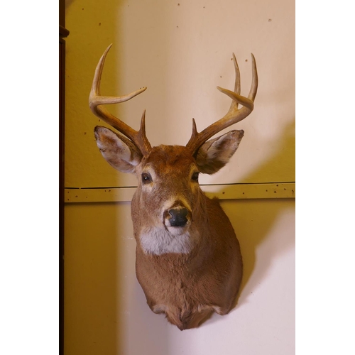 1030 - A large taxidermy wall mounted stags head, approx 80cm high