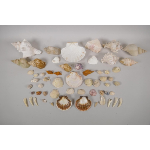 130 - Natural History, a quantity of sea shore and geological finds