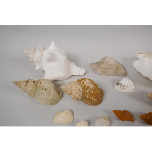 130 - Natural History, a quantity of sea shore and geological finds