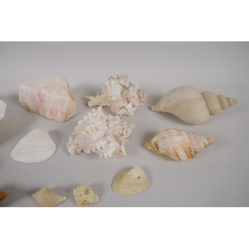 130 - Natural History, a quantity of sea shore and geological finds