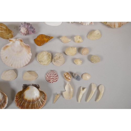 130 - Natural History, a quantity of sea shore and geological finds