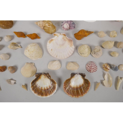 130 - Natural History, a quantity of sea shore and geological finds