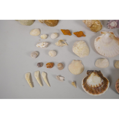 130 - Natural History, a quantity of sea shore and geological finds