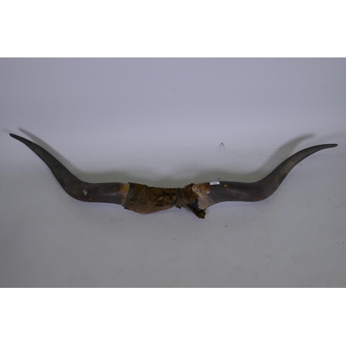 147 - A large taxidermy set of vintage buffalo horns, 147cm wide