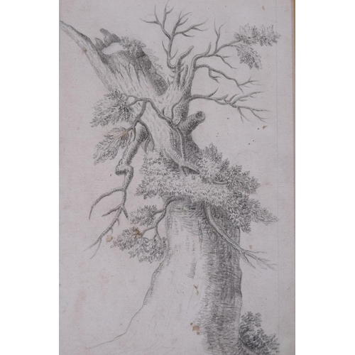 827 - Study of an oak tree, C18th/19th Continental?, pencil on paper, unsigned, 18 x 27cm