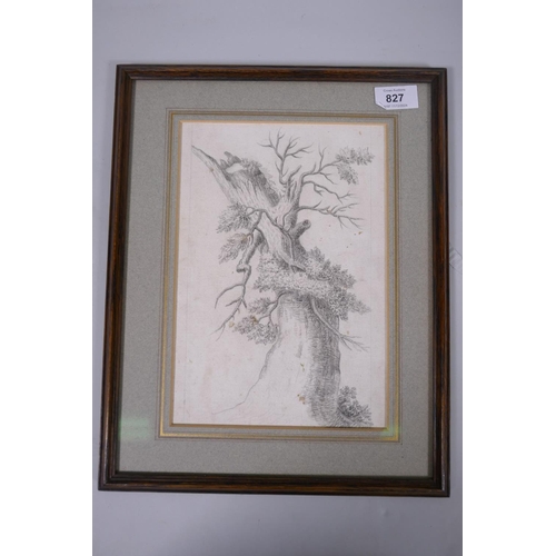 827 - Study of an oak tree, C18th/19th Continental?, pencil on paper, unsigned, 18 x 27cm