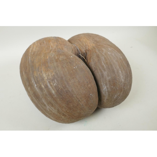 42 - A coco de mer nut, 29 x 29cm, AF