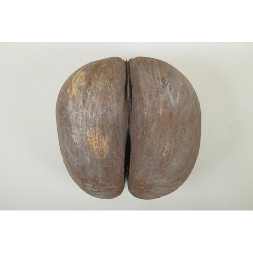 42 - A coco de mer nut, 29 x 29cm, AF