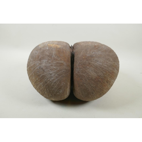 42 - A coco de mer nut, 29 x 29cm, AF