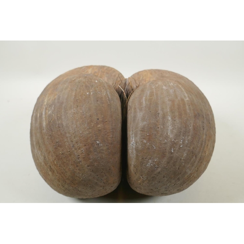 42 - A coco de mer nut, 29 x 29cm, AF