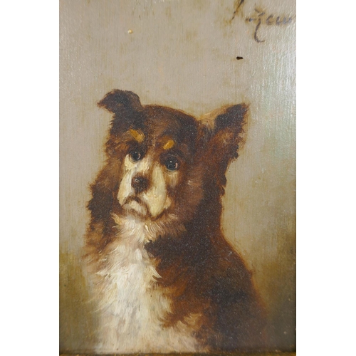 805 - Portrait of a dog, signed K. Zewy?, early C20th oil on panel, in heavy gilt frame, 15 x 11cm