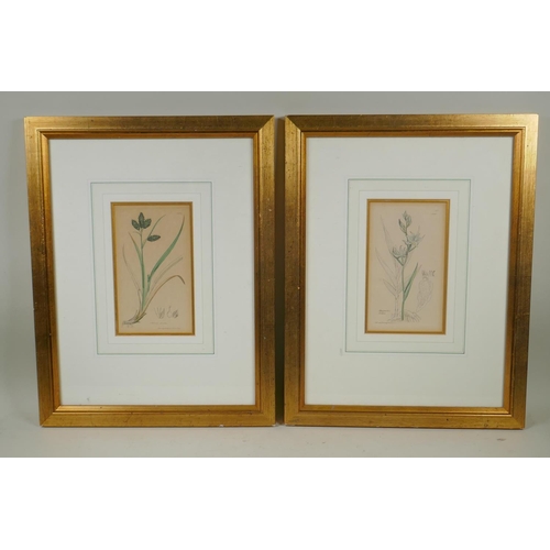 902 - A pair of C19th hand coloured botanical engravings, 11 x 19cm