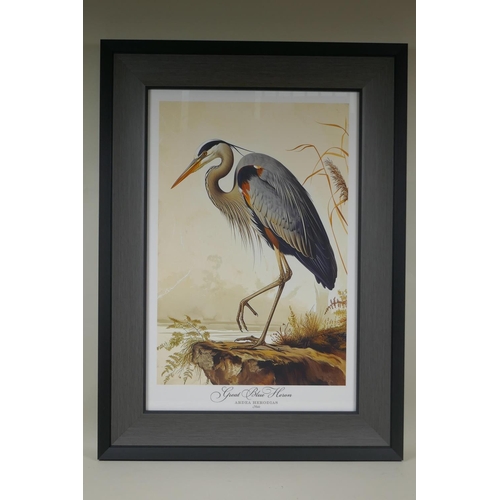 893 - A framed vintage style print of a Great Blue Heron, 34 x 52cm