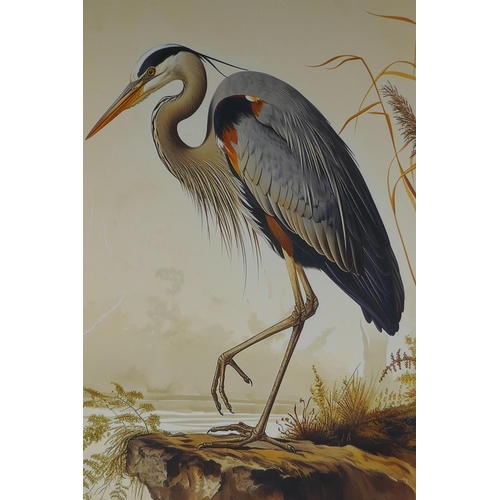 893 - A framed vintage style print of a Great Blue Heron, 34 x 52cm