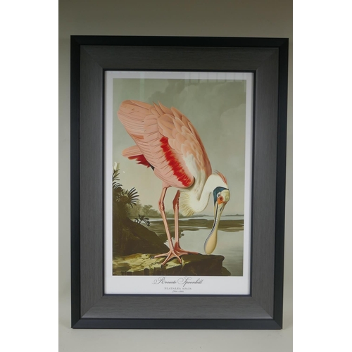 894 - A framed vintage style print of a Roseate Spoonbill, 35 x 52cm