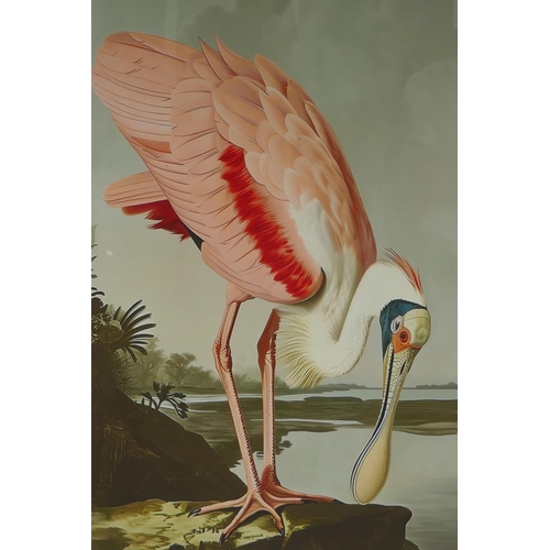 894 - A framed vintage style print of a Roseate Spoonbill, 35 x 52cm