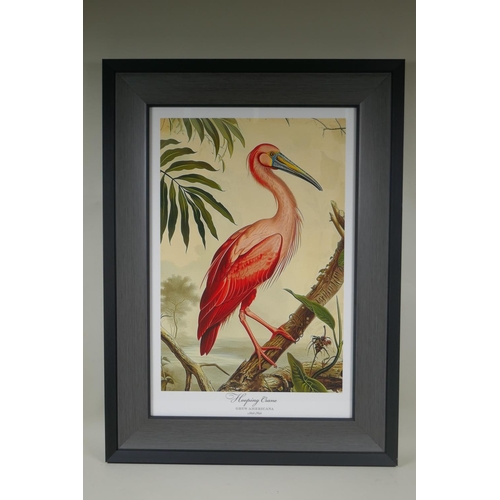 895 - A framed vintage style print of a Hooping Crane, 35 x 52cm