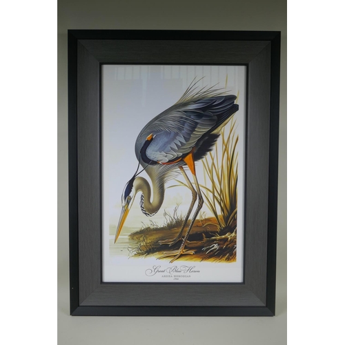 896 - A framed vintage style print of a Great Blue Heron, 35 x 52cm