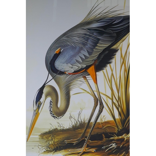 896 - A framed vintage style print of a Great Blue Heron, 35 x 52cm