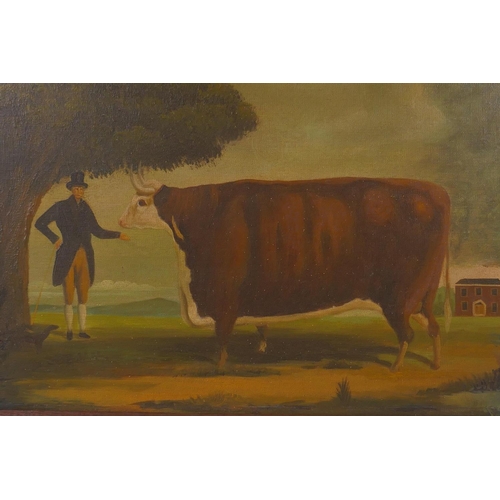 825 - A naive portrait of a gentleman with his prize Hereford bull, oil on canvas laid on board, 31 x 40cm