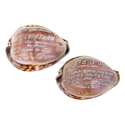 43 - TWO COMMEMORATIVE COWRIE SHELLS FOR THE GREAT EASTERNone inscribed for the Leviathan and the other i... 