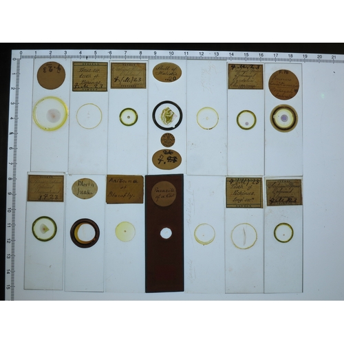 247 - A 19TH-CENTURY LEPIDOPTERY MICROSCOPE SLIDE CABINET AND SLIDEScomprising approximately 250 slides, m... 