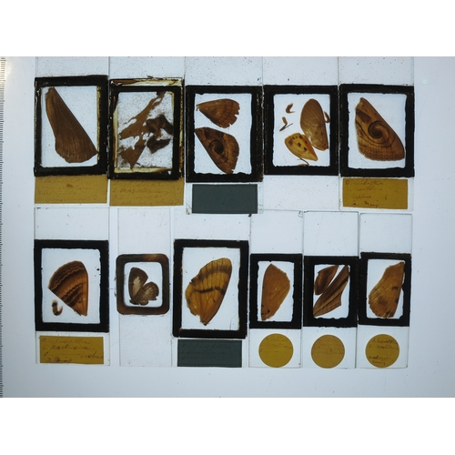 247 - A 19TH-CENTURY LEPIDOPTERY MICROSCOPE SLIDE CABINET AND SLIDEScomprising approximately 250 slides, m... 