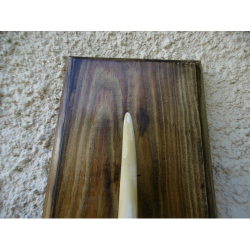 164 -  Ø AN EARLY 20TH CENTURY NARWHAL TUSK (MONODON MONOCEROS)
 a parchment white 68.5in. narwhal tusk wi... 