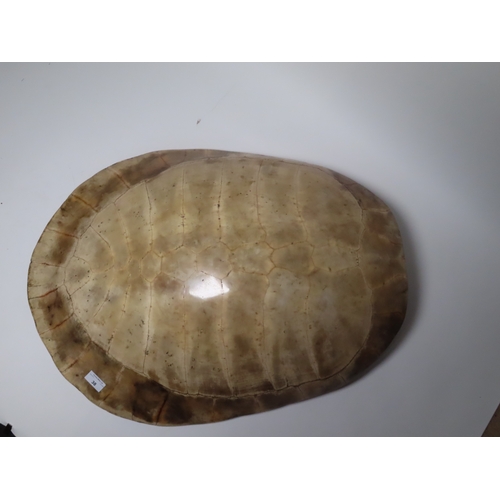 38 - A LARGE EARLY 20TH CENTURY SOUTH AMERICAN RIVER TURTLE CARAPACE
the mellowed overall tone with woode... 