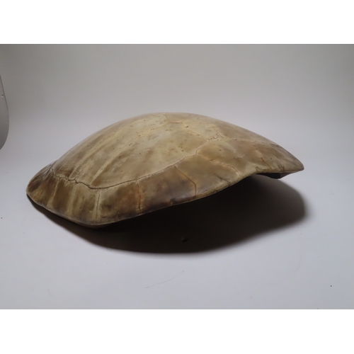 38 - A LARGE EARLY 20TH CENTURY SOUTH AMERICAN RIVER TURTLE CARAPACE
the mellowed overall tone with woode... 