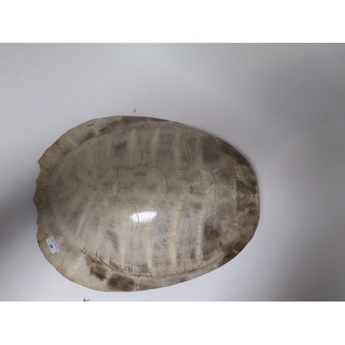 39 - AN EARLY 20TH CENTURY SOUTH AMERICAN RIVER TURTLE CARAPACE
the patinated tone with wooden mounting f... 