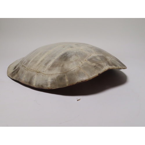 39 - AN EARLY 20TH CENTURY SOUTH AMERICAN RIVER TURTLE CARAPACE
the patinated tone with wooden mounting f... 