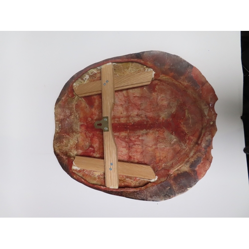 39 - AN EARLY 20TH CENTURY SOUTH AMERICAN RIVER TURTLE CARAPACE
the patinated tone with wooden mounting f... 