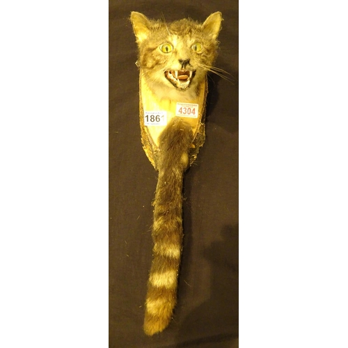 1861 - Mounted Scottish wildcat mask and brush