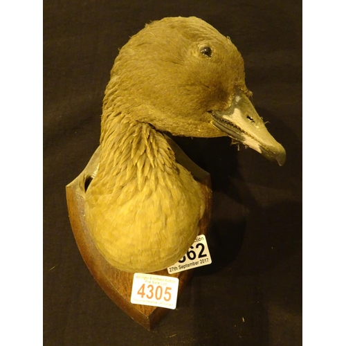 1862 - Mounted Goose head, shot in Scotland 1990