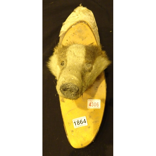 1864 - Mounted badger mask in poor condition