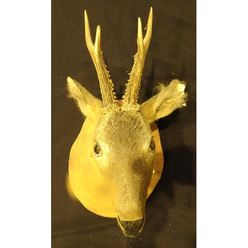 1865 - Mounted roe deer head, shot in Scotland 1990