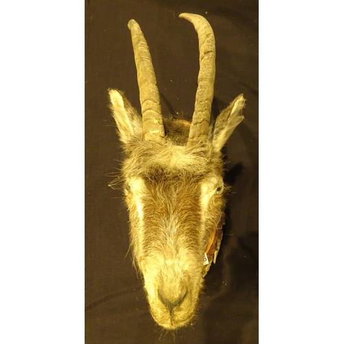 1866 - Mounted mountain goat head, shot in USA 1982