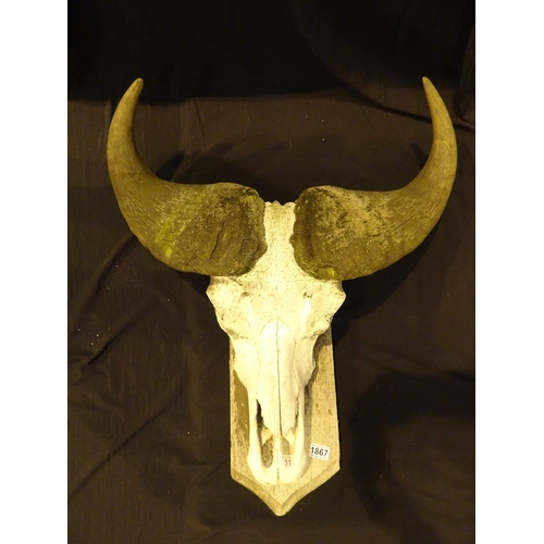 1867 - Mounted water buffalo head and horns