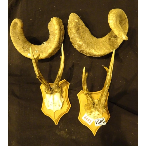 1868 - Collection of mixed animal horns