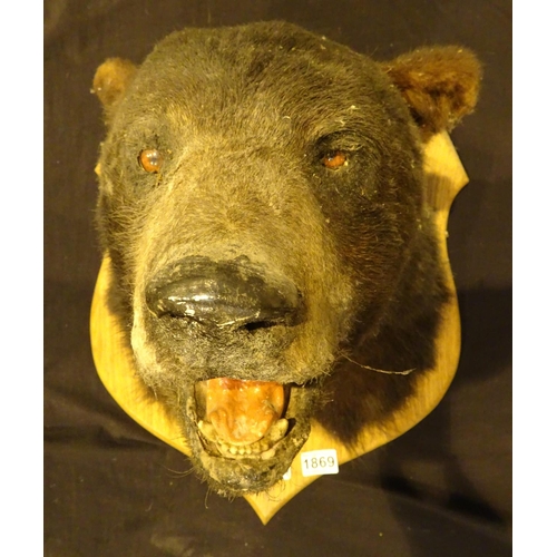 1869 - Mounted brown bear head, shot in Canada 1980