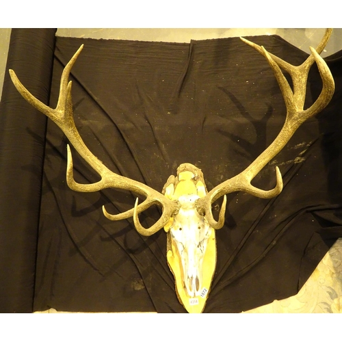 1872 - Mounted red deer antlers, 12 points, shot in Cheshire 2010