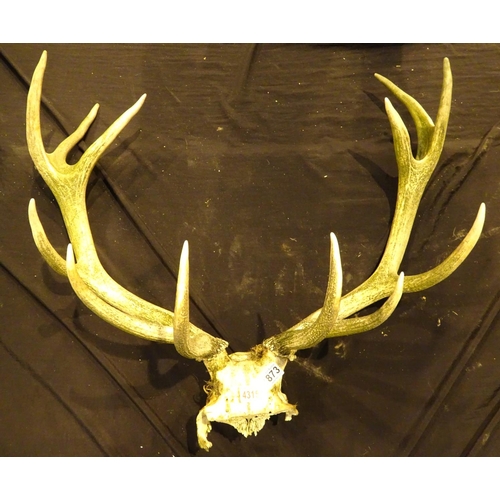 1873 - Unmounted red deer antlers, 12 points, shot in Cheshire 2016