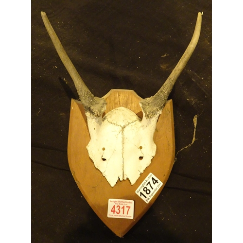 1874 - Shield mounted Springbok horns, shot in South Africa 1974