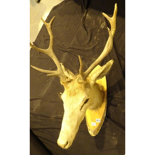 1876 - Mounted red deer head, shot in Scotland 1988