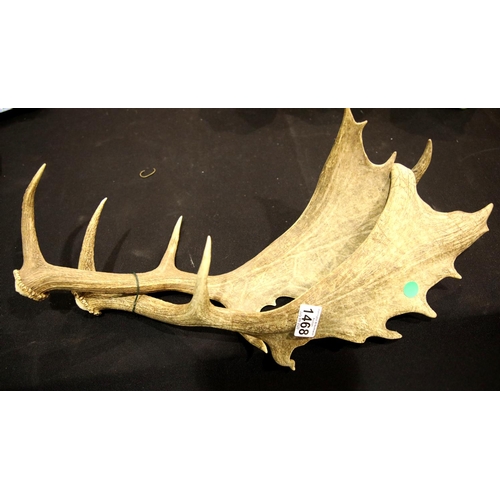 1468 - Pair of roe deer eight point antlers, L: 55 cm.  P&P Group 3 (£25+VAT for the first lot and £5+VAT f... 