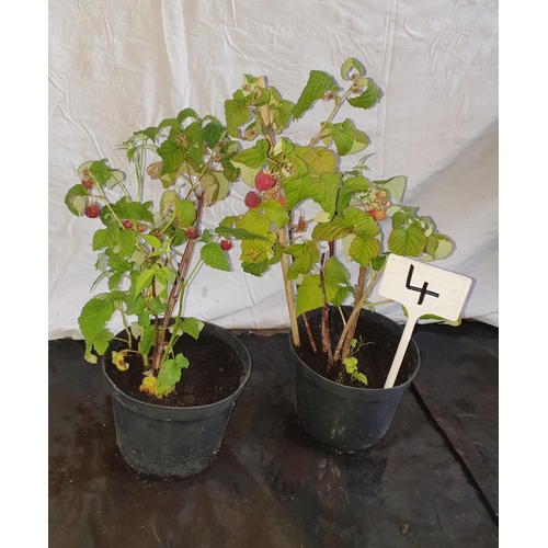 621 - Two Raspberry bushes. This lot is not available for in-house P&P.