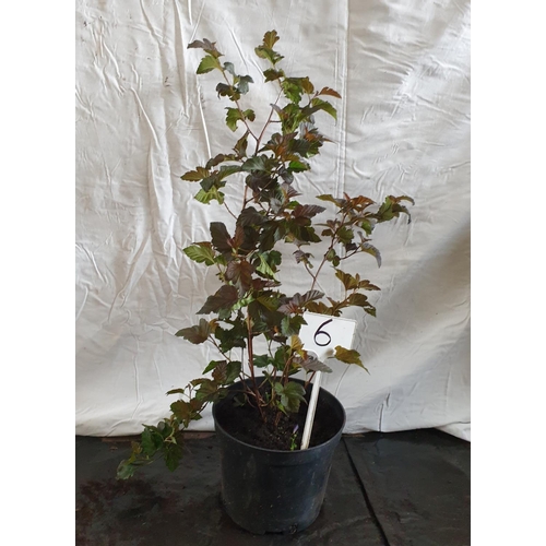 623 - Red Physocarpus (Ninebark) shrub. This lot is not available for in-house P&P.