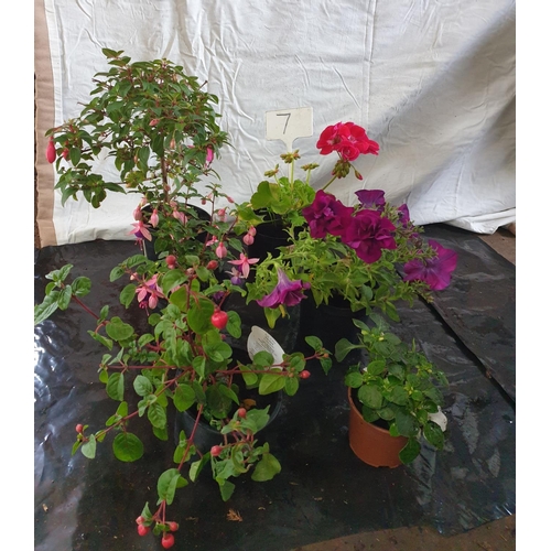 624 - Six mixed plants: Fuchsia/Pelargonium/Surfinia. This lot is not available for in-house P&P.